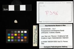 Foto (Objekt + Etiketten) von Protosphaeroma strambergense (Remeš) 